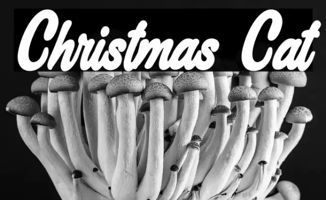 Christmas Cat Font examples
