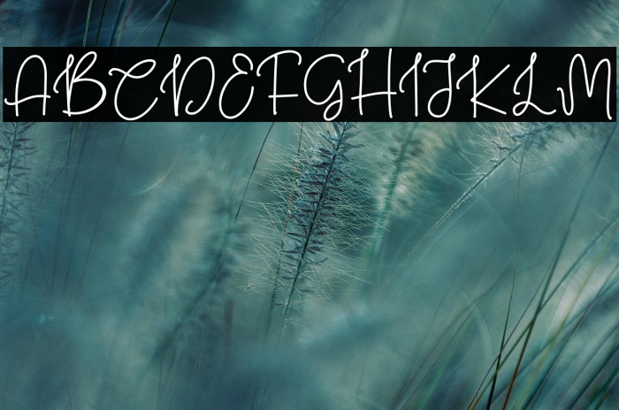 Christmas Honey Regular Example 2