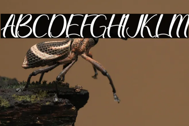 Christmas Queen - Personal Use Example 1