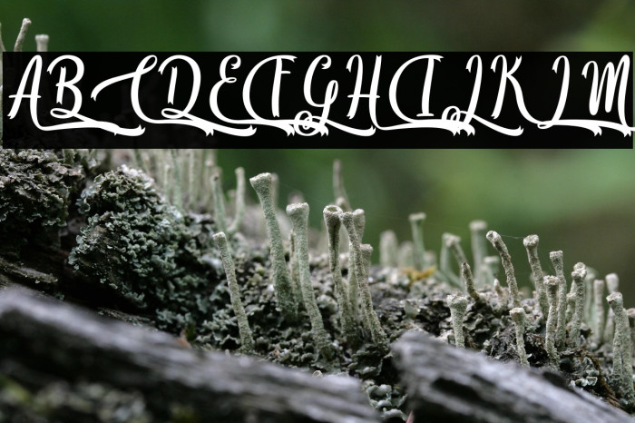 Christmas Ribby - Personal Use Example 2