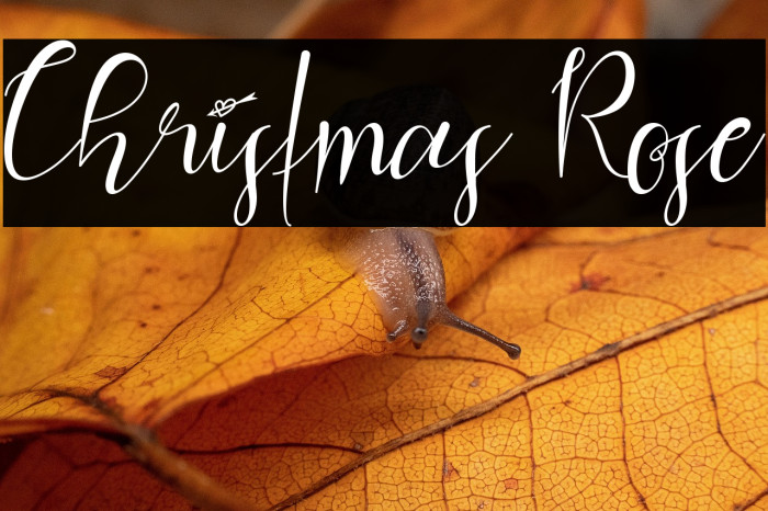 Christmas Rose Example 1