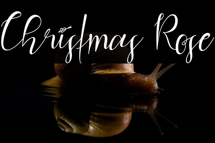 Christmas Rose Example 3
