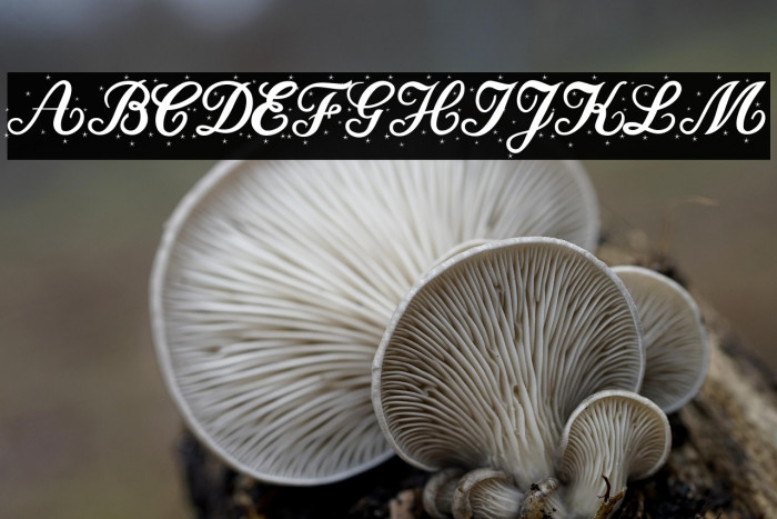 Christmas Time Star Personal Use Regular Example 2