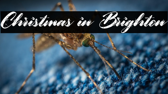 Christmas in Brighton Example 1