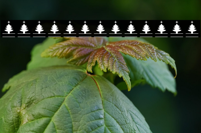 ChristmasMonogramColor-Reg Example 3