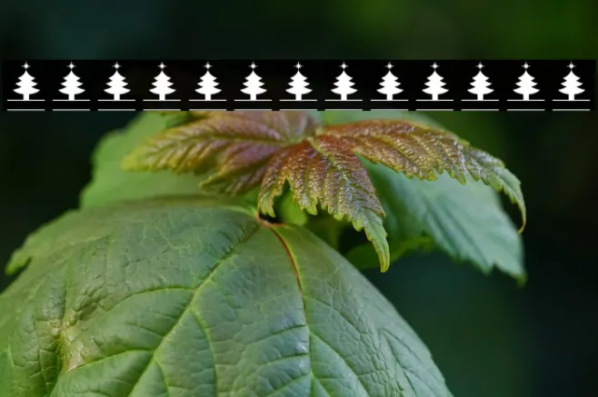 ChristmasMonogramColor-Reg Example 3