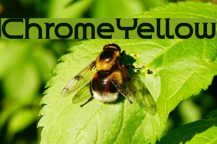ChromeYellow Font examples