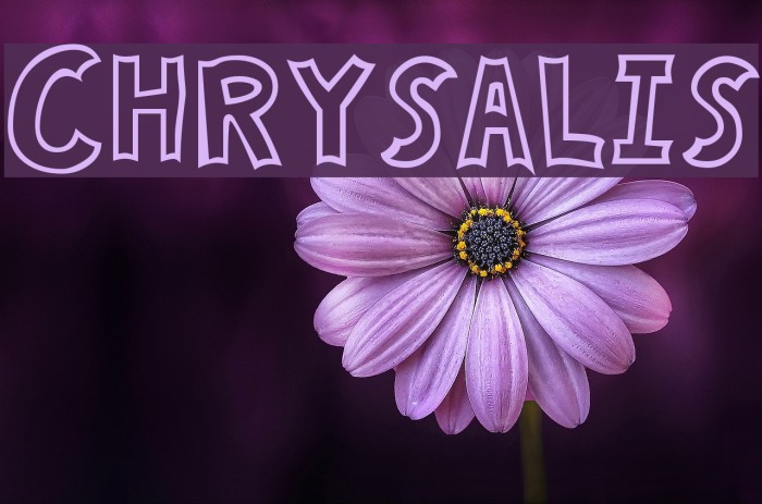 Chrysalis Font examples