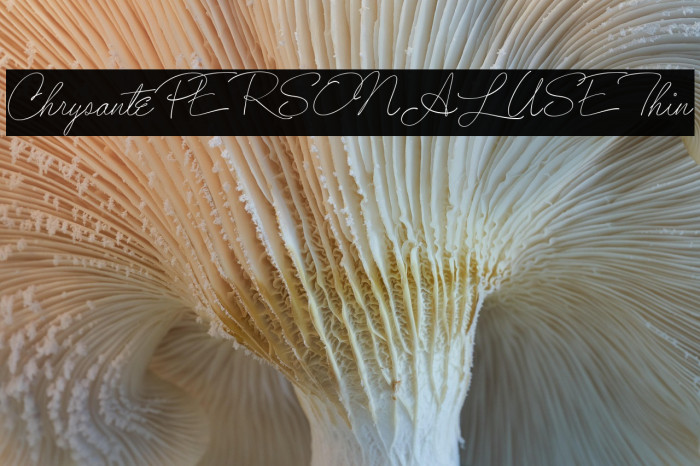 ChrysantePERSONALUSEThin Example 2