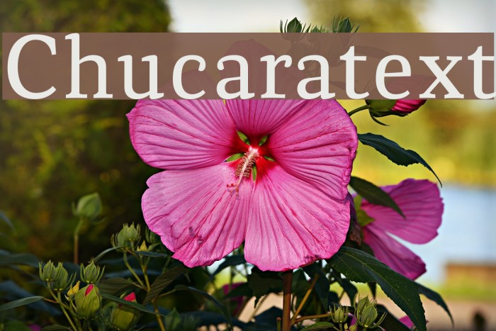 Chucaratext Example 3