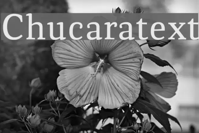 Chucaratext Font examples