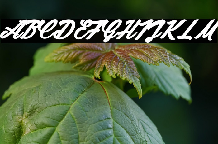 Chunks_PersonalUseOnly Example 3