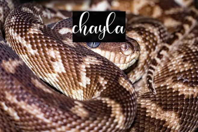 chayla Example 1