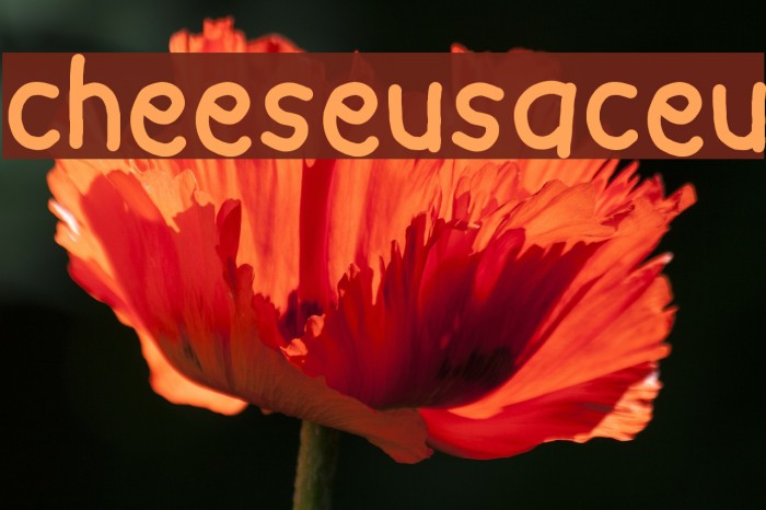cheeseusaceu Font examples