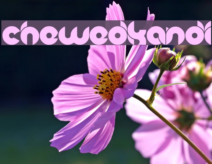 chewedkandi Font examples
