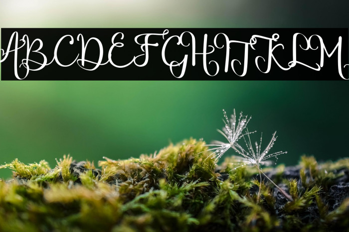 chinthiawhite-Regular Example 1