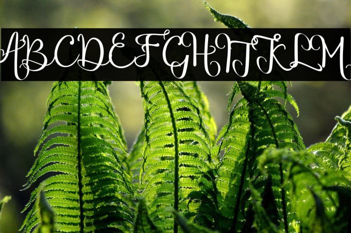 chinthiawhite-Regular Example 2