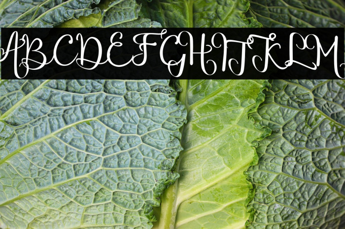 chinthiawhite-Regular Example 3