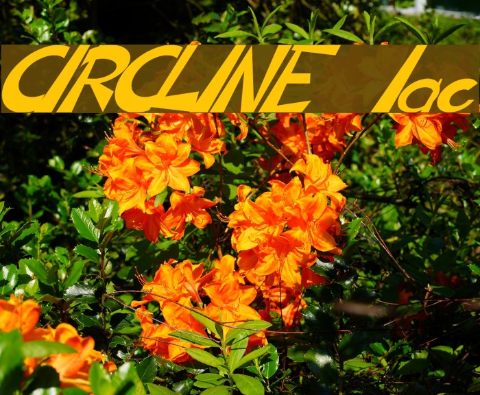 CIRCLINE Italic Fuentes examples