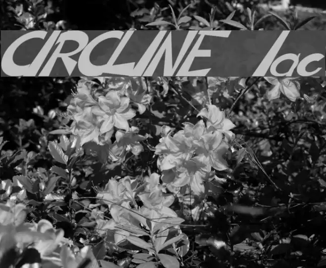 CIRCLINE Italic Fuentes examples