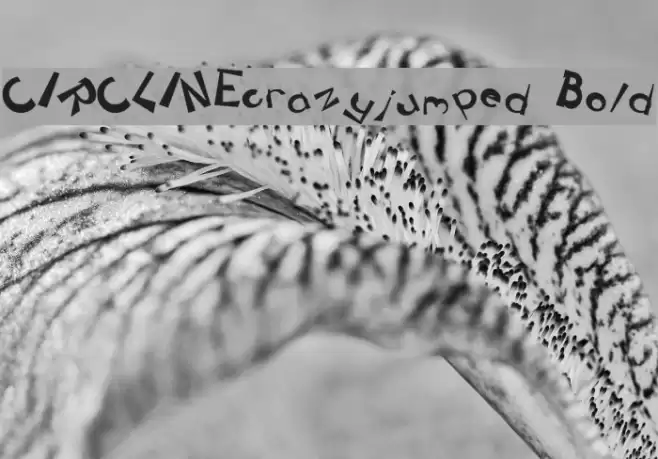 CIRCLINEcrazyjumped Bold フォント examples