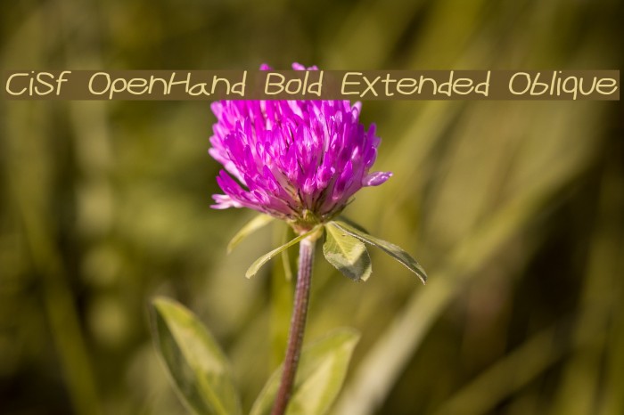 CiSf OpenHand Bold Extended Oblique Font examples