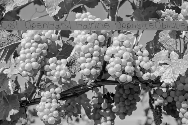 CiSf OpenHand Hairline OppositeOblique Font examples