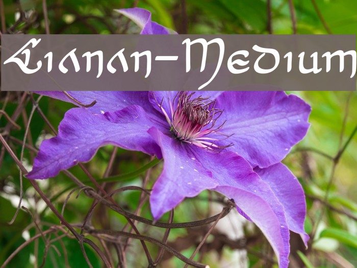 Cianan-Medium Example 3