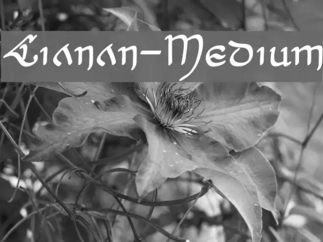 Cianan-Medium Font examples