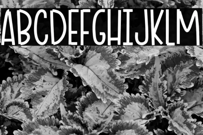 Ciao Adios Font examples