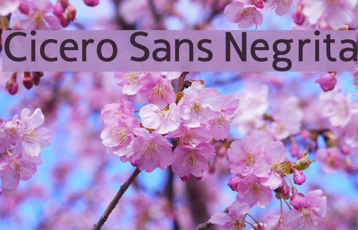 Cicero Sans Negrita Font examples