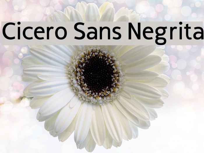 Cicero Sans Negrita Font examples