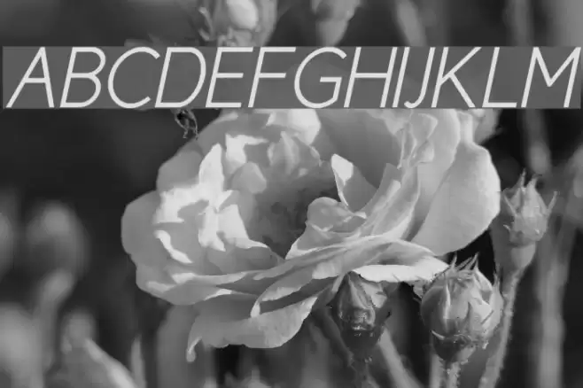 Cicle Semi Italic Font examples