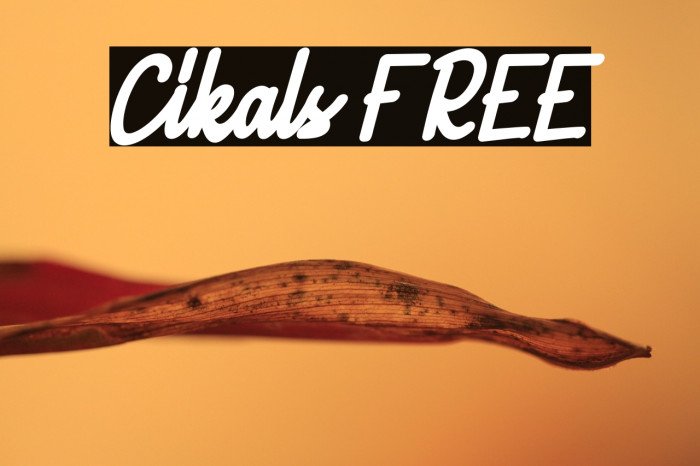 Cikals FREE Example 1