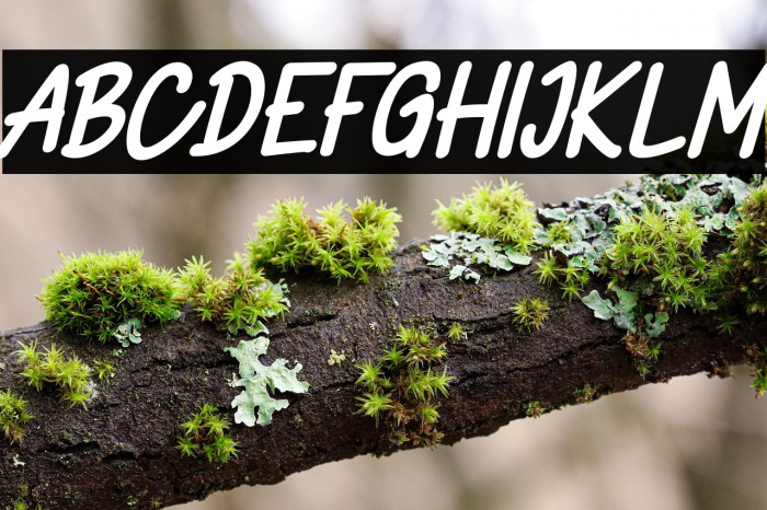 CikalsFREE Example 3