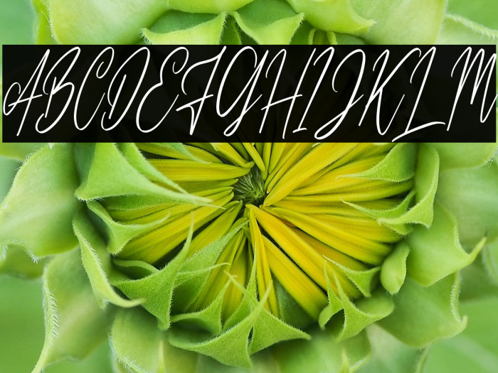 CilladiaSignatureDEMO-Regular Example 2