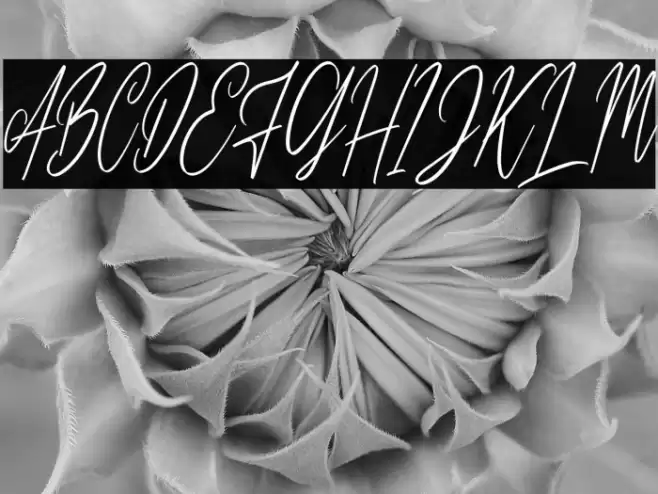 CilladiaSignatureDEMO-Regular Font examples