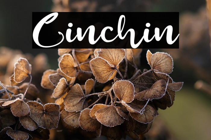 Cinchin Example 1