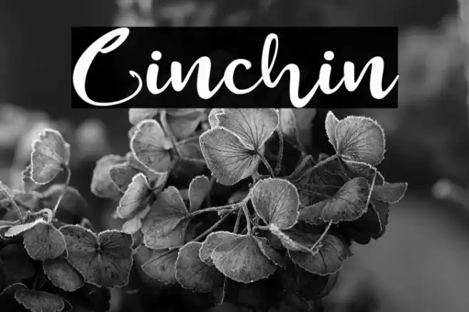Cinchin Font examples