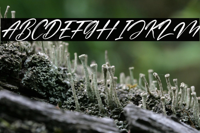 Cinderela Italic Example 3