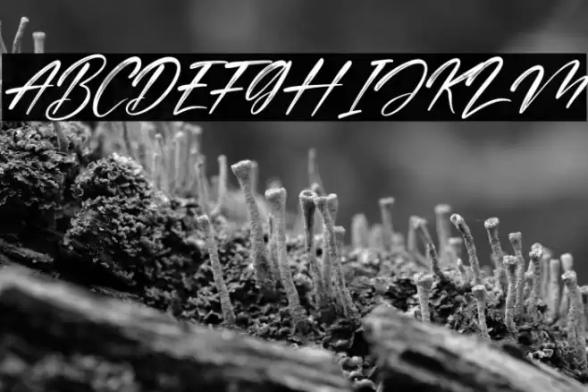 Cinderela Italic Font examples