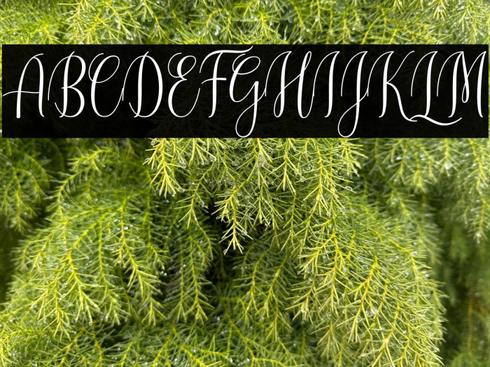 CinderellaScript Example 2