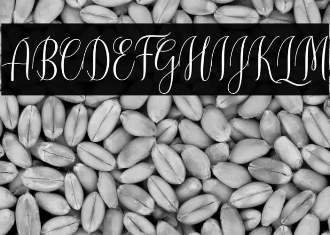 CinderellaScript Font examples