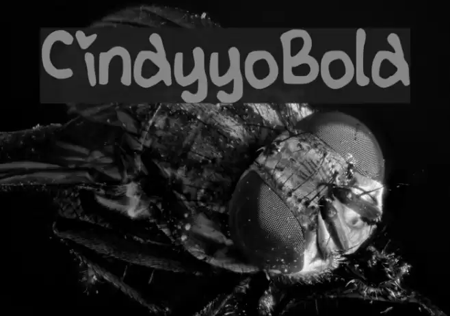 CindyyoBold Font examples