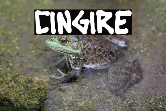 Cingire Example 2