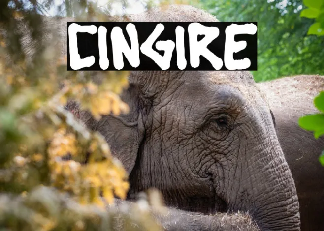 Cingire Example 3