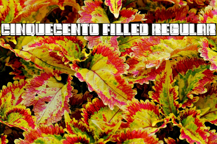 Cinquecento Filled Regular Example 1