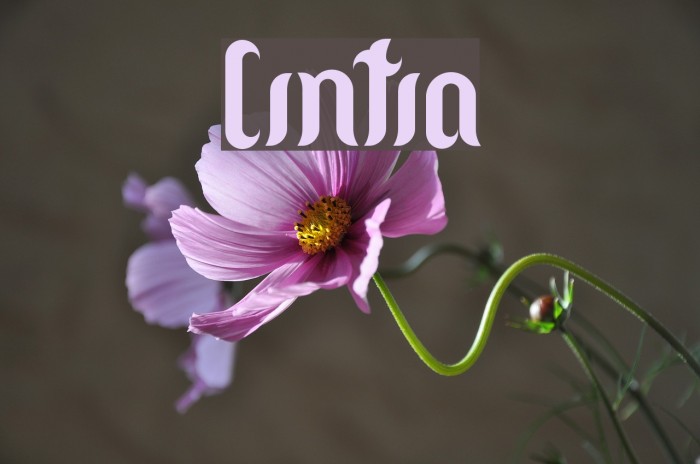 Cintia Font examples