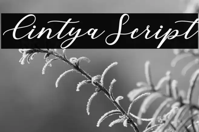 CintyaScript Font examples