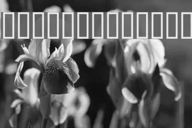 Circle black&white Шрифта examples